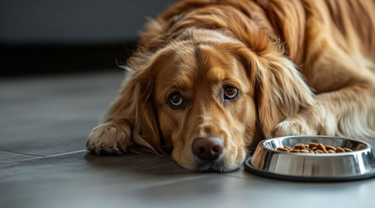 Why Dogs Eat Less in Summer & What You Can Do