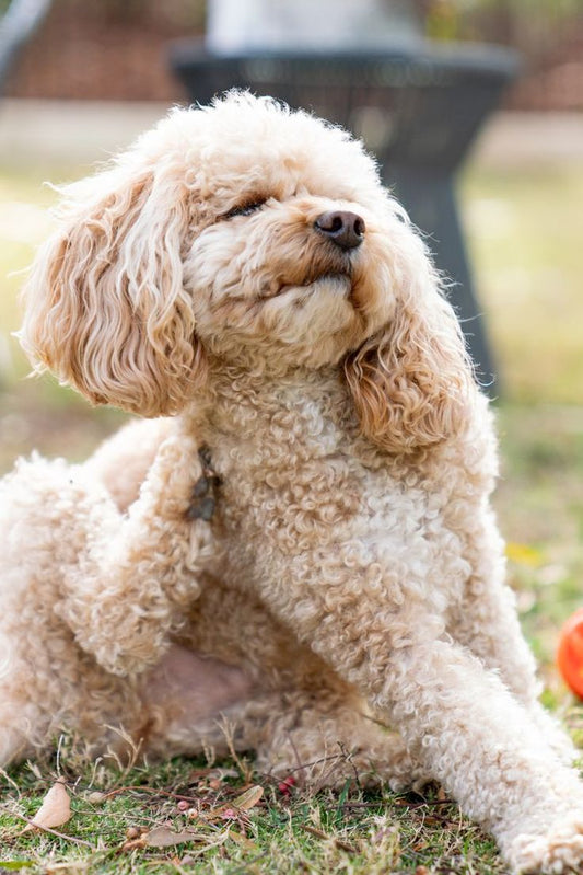 Understanding Hypoallergenic Dogs: Signs, Symptoms & Nutrition