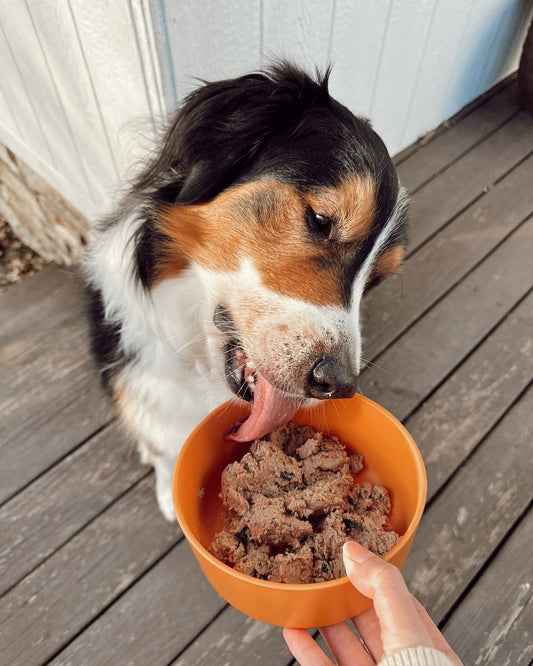 Why Adding Novel Protein to Your Dog’s Diet Could Make a Big Difference