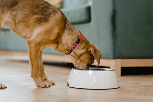 What is AAFCO and why it matters for your pet’s food
