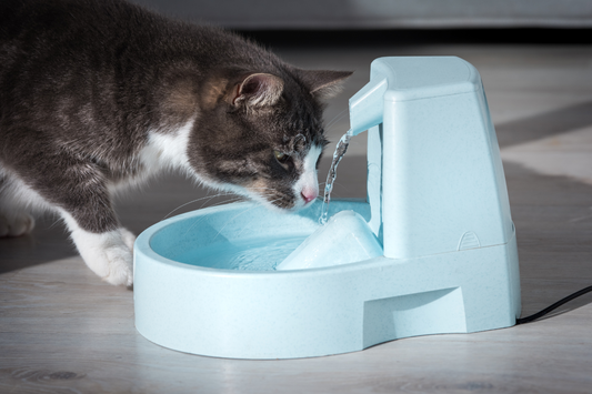 Is Your Cat Drinking Enough Water? Easy Ways to Keep Your Cat Hydrated