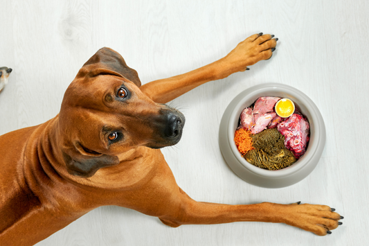 What Should I Feed My Dog With a Sensitive Stomach?