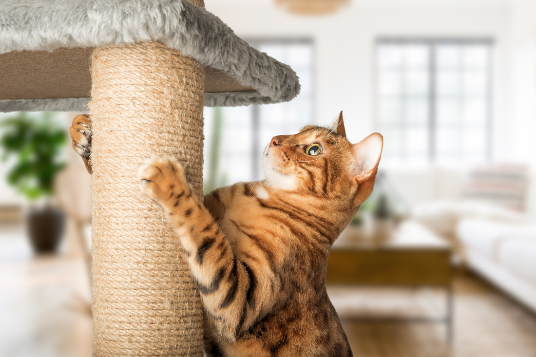 How to Stop Your Cat from Scratching Furniture | Pet Parent Guide