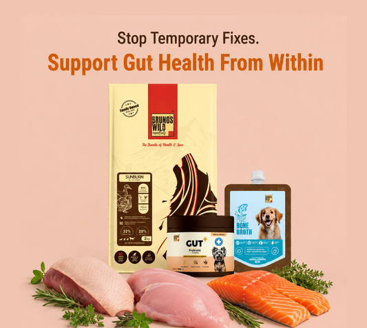 Gut Wellness & Recovery Diet For Dogs
