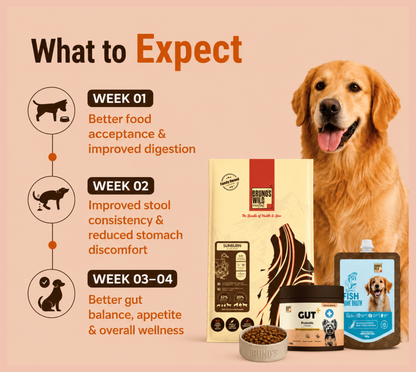 Gut Wellness & Recovery Diet For Dogs