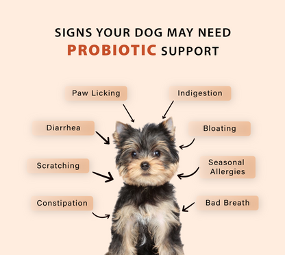 GUT+ Probiotic & Prebiotics